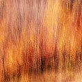 autumn canvas