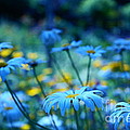 Paint Me Blue