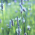 Summer Charm